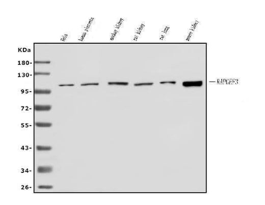 Anti-Epac1/RAPGEF3 Antibody Picoband® Boster Bio