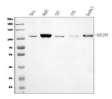 Anti-Epac1/RAPGEF3 Antibody Picoband® Boster Bio