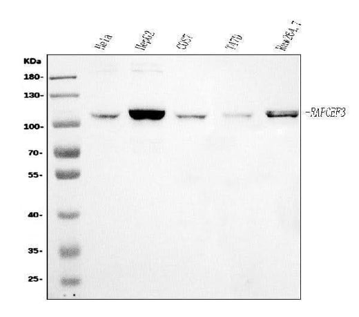 Anti-Epac1/RAPGEF3 Antibody Picoband® Boster Bio