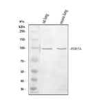 Anti-PDE5A Antibody Picoband® Boster Bio