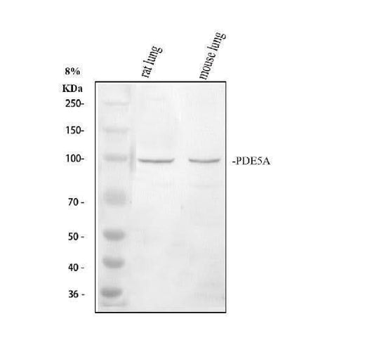 Anti-PDE5A Antibody Picoband® Boster Bio