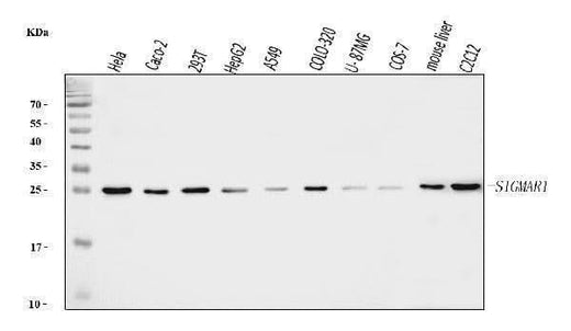Anti-Sigma1-receptor/SIGMAR1 Antibody Picoband® Boster Bio
