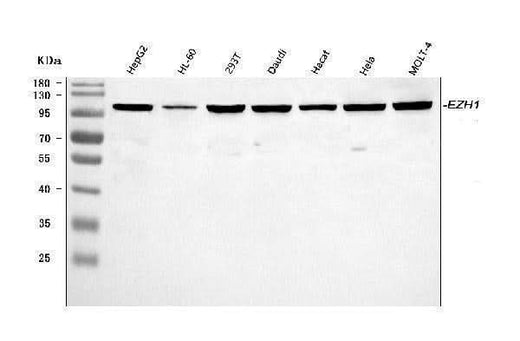 Anti-EZH1 Antibody Picoband® Boster Bio