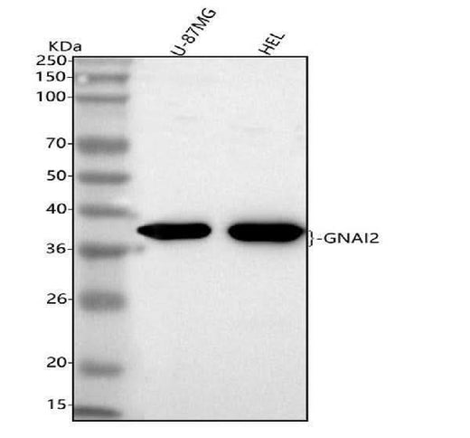 Anti-GNAI2 Antibody Picoband® Boster Bio