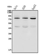 Anti-TAB2 Antibody Picoband® Boster Bio