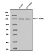 Anti-TrkC/NTRK3 Antibody Picoband® Boster Bio