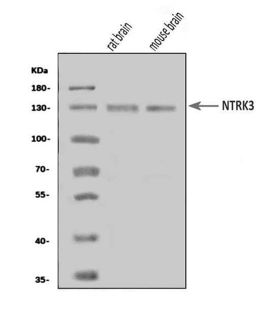 Anti-TrkC/NTRK3 Antibody Picoband® Boster Bio