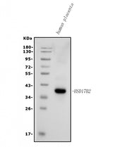 Anti-HSD17B2 Antibody Picoband® Boster Bio