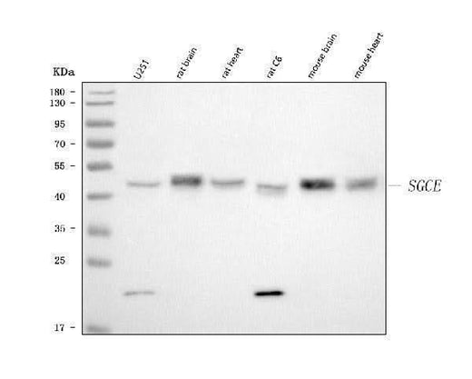 Anti-SGCE Antibody Picoband® Boster Bio