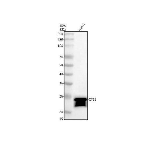 Anti-CTSS Antibody Picoband® Boster Bio