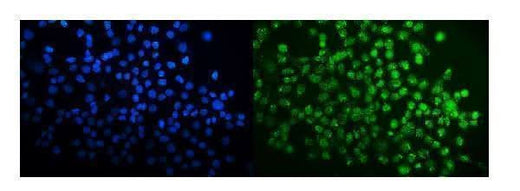 Anti-SPAK/STK39 Antibody Picoband® Boster Bio