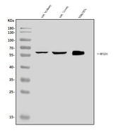 Anti-Milk Fat Globule 1/Mfge8 Antibody Picoband® Boster Bio