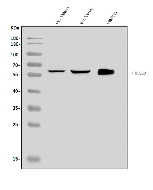 Anti-Milk Fat Globule 1/Mfge8 Antibody Picoband® Boster Bio