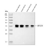 Anti-Milk Fat Globule 1/MFGE8 Antibody Picoband® Boster Bio
