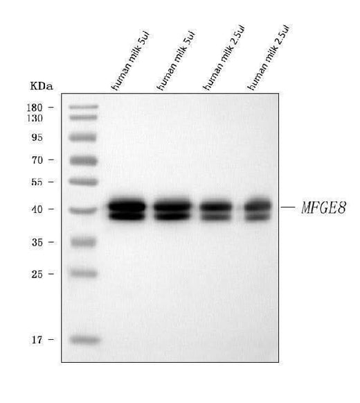 Anti-Milk Fat Globule 1/MFGE8 Antibody Picoband® Boster Bio
