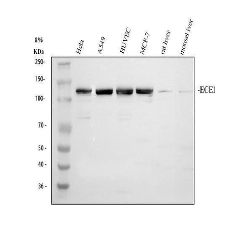 Anti-ECE1 Antibody Picoband® Boster Bio