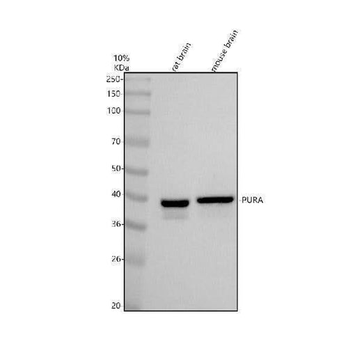 Anti-PURA Antibody Picoband® Boster Bio