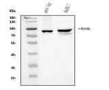 Anti-RNase L/Rnasel Antibody Picoband® Boster Bio