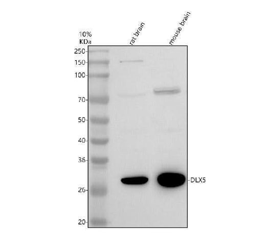 Anti-FBXW2 Antibody Picoband® Boster Bio