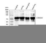 Anti-2B4/Cd244 Antibody Picoband® Boster Bio