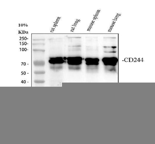 Anti-2B4/Cd244 Antibody Picoband® Boster Bio