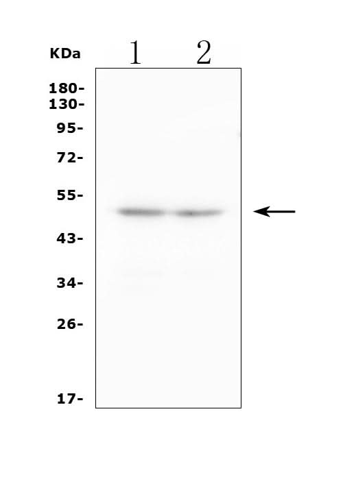 Anti-2B4/Cd244 Antibody Picoband® Boster Bio