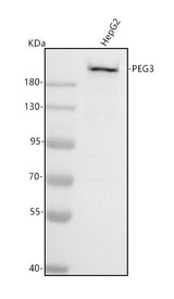 Anti-PEG3 Antibody Picoband® Boster Bio