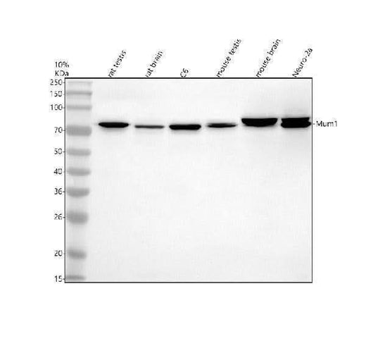 Anti-MUM1/PWWP3A Antibody Picoband® Boster Bio