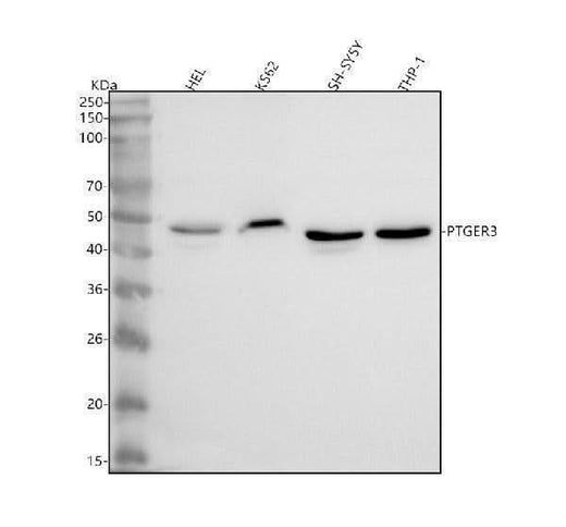 Anti-PTGER3 Antibody Picoband® Boster Bio