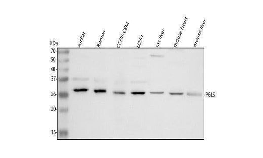 Anti-PGLS Antibody Picoband® Boster Bio