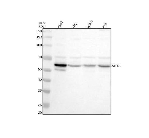 Anti-Sestrin 2/SESN2 Antibody Picoband® Boster Bio