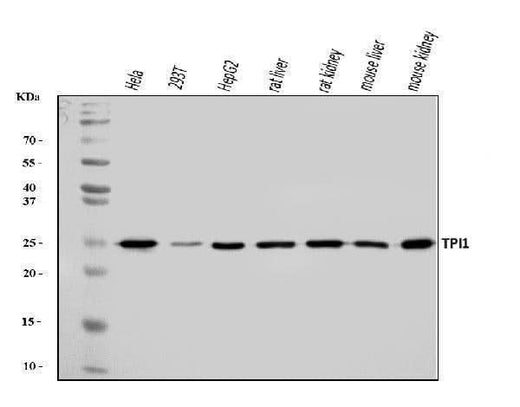 Anti-TPI1 Antibody Picoband® Boster Bio