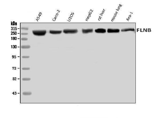 Anti-Filamin B/FLNB Antibody Picoband® Boster Bio