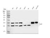 Anti-MFF Antibody Picoband® Boster Bio