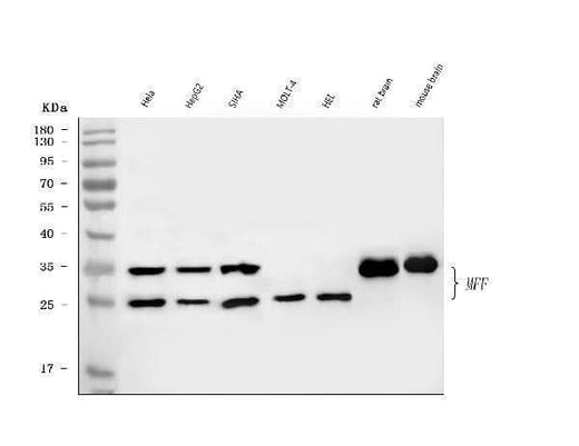 Anti-MFF Antibody Picoband® Boster Bio