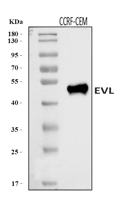Anti-EVL Antibody Picoband® Boster Bio