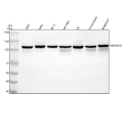 Anti-GEF-H1/ARHGEF2 Antibody Picoband® Boster Bio