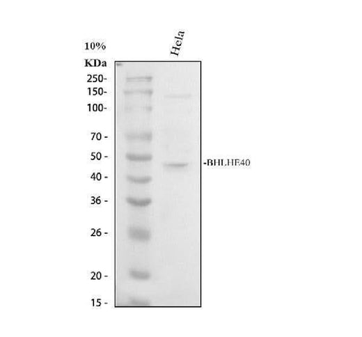 Anti-BHLHE40 Antibody Picoband® Boster Bio