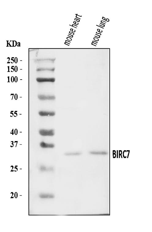 Anti-Livin/Birc7 Antibody Picoband® Boster Bio