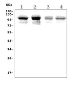Anti-PLD2 Picoband® Antibody Boster Bio