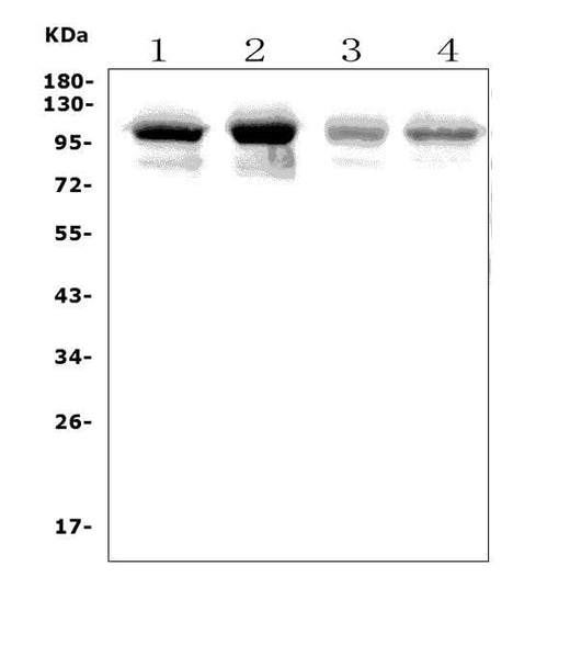 Anti-PLD2 Picoband® Antibody Boster Bio
