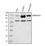 Anti-CD13/Anpep Picoband® Antibody Boster Bio