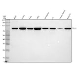 Anti-HEB/TCF12 Antibody Picoband® Boster Bio