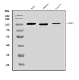 Anti-B MyB/MYBL2 Antibody Picoband® Boster Bio
