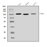 Anti-B MyB/MYBL2 Antibody Picoband® Boster Bio