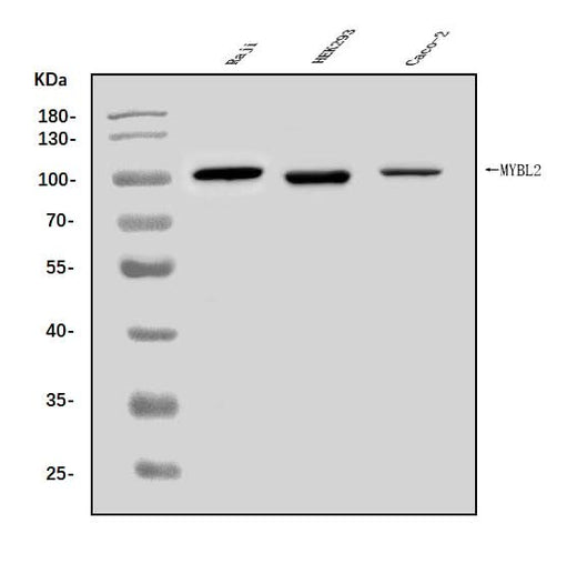 Anti-B MyB/MYBL2 Antibody Picoband® Boster Bio