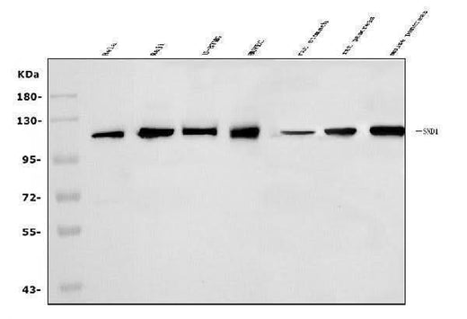 Anti-SND1 Antibody Picoband® Boster Bio