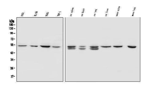 Anti-SOX11 Antibody Picoband® Boster Bio