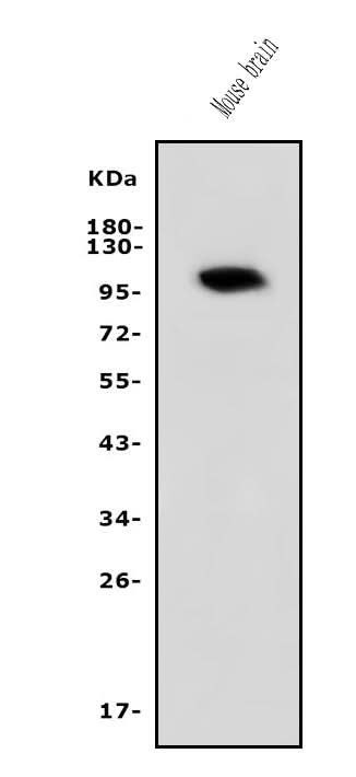 Anti-PDE10A Antibody Picoband® Boster Bio