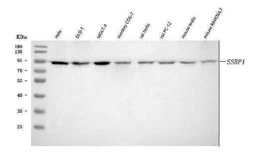 Anti-SSRP1 Antibody Picoband® Boster Bio